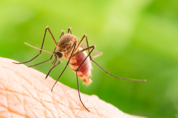 أسطورة عن الملاريا
