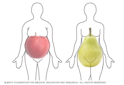 شكل الجسم من التفاح والكمثرى