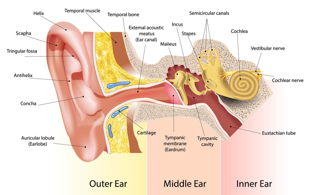 جزء من الأذن