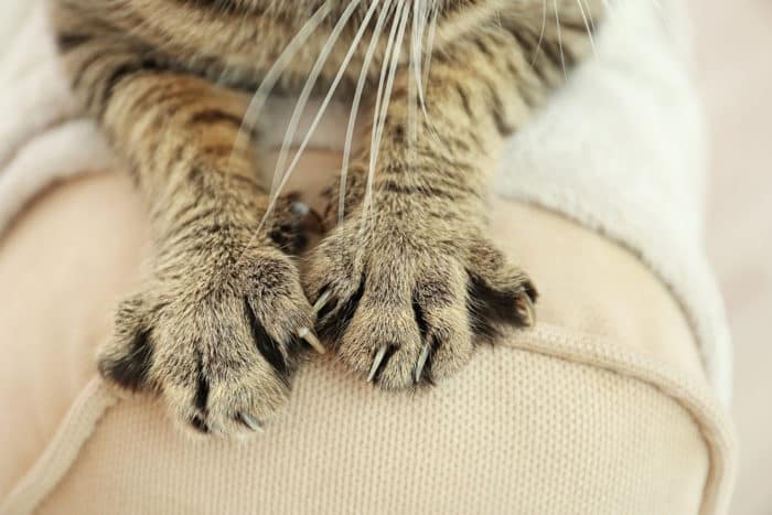 مرض خدش قطة bartonellosis هو