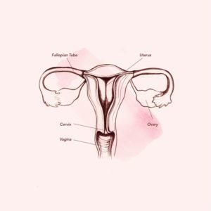Anatomy in the vagina (المصدر: Teen Vogue)